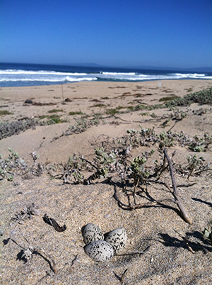 Snowy plover nest and eggs
